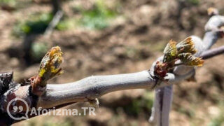 Müjdecilere don vurabilir ancak müjde şaşmaz sözü