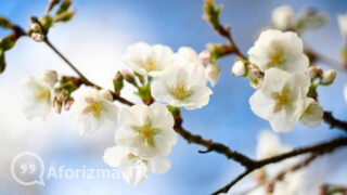 Baharı müjdeler badem ağaçları, özlediğimiz baharı sözü